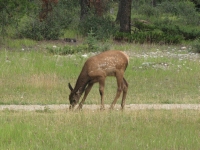 Young Elk